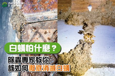 白蟻出現代表什麼風水|白蟻出現代表什麼？白蟻該如何根治？震陞除蟲專家推。